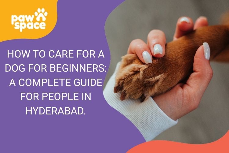 Dog Care Guide in Bangalore