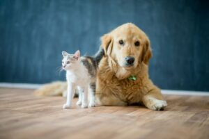Pet Boarding Requirements in bangalore