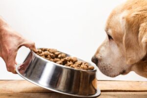  feed my dog