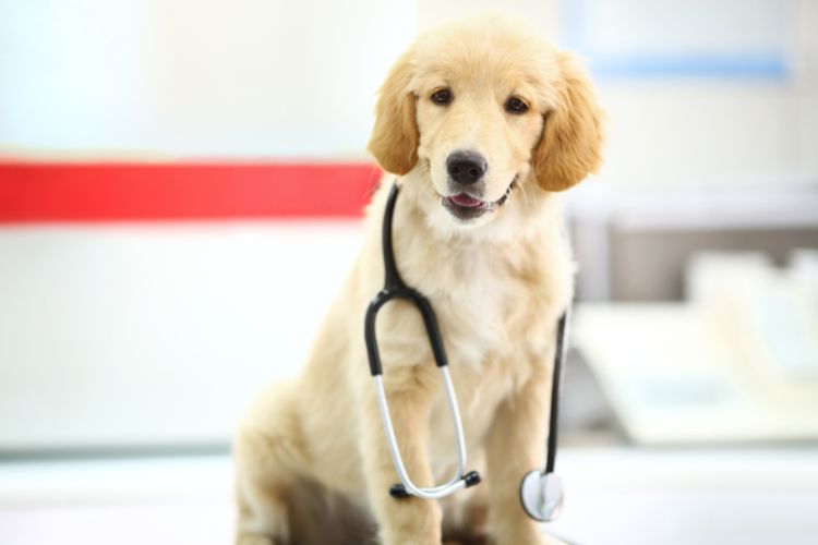 Vet Visits