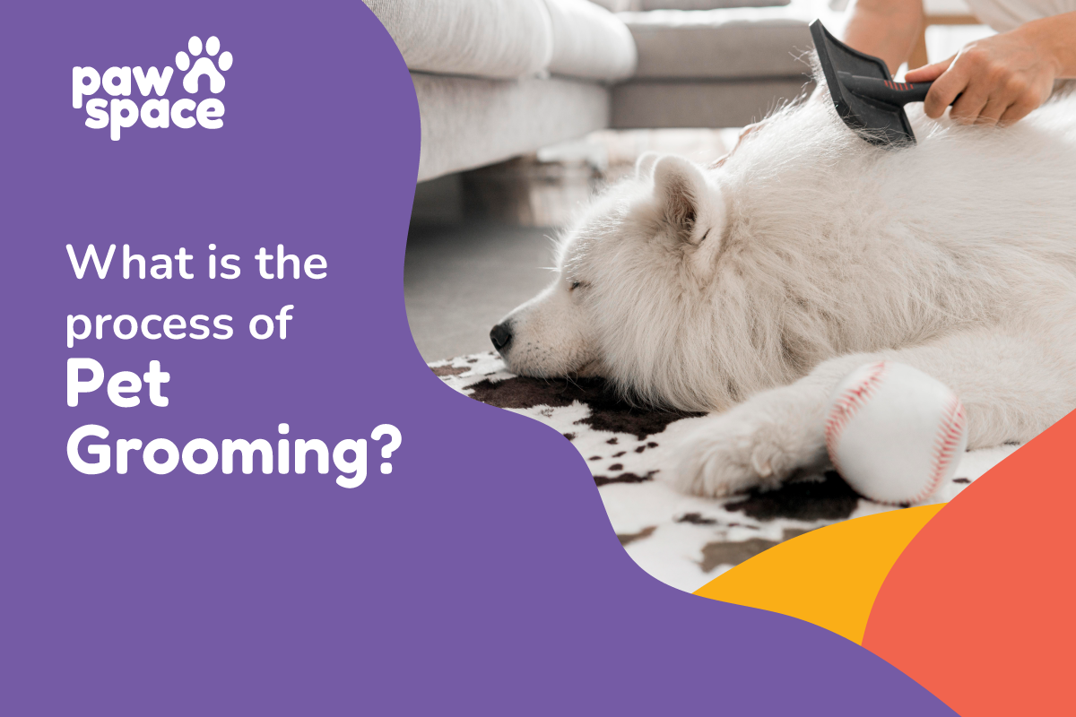 Process of Pet Grooming Hyderabad