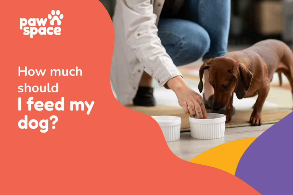 How much should I feed my dog?