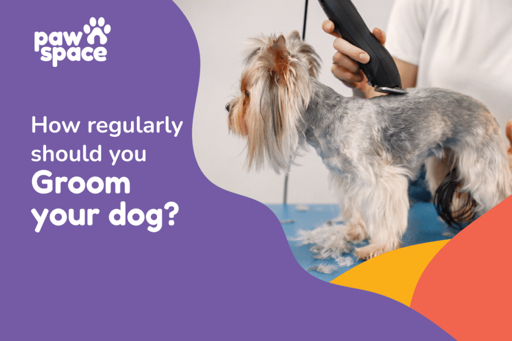 how often you groom a dog