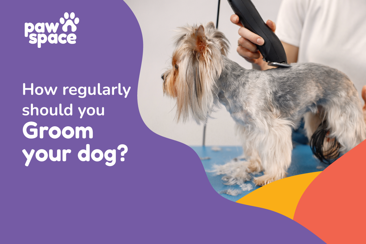 how often you groom a dog