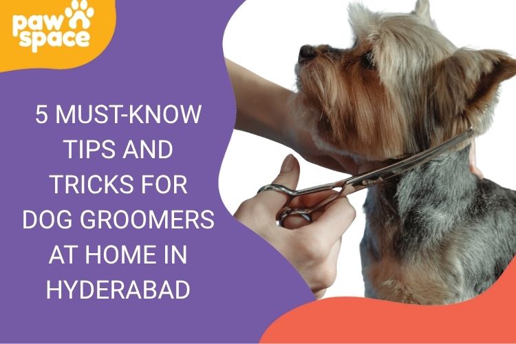 Tips For Dog Groomer In Hyderabad