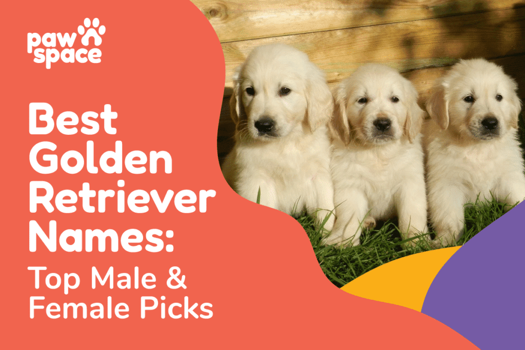 Golden Retriever Names