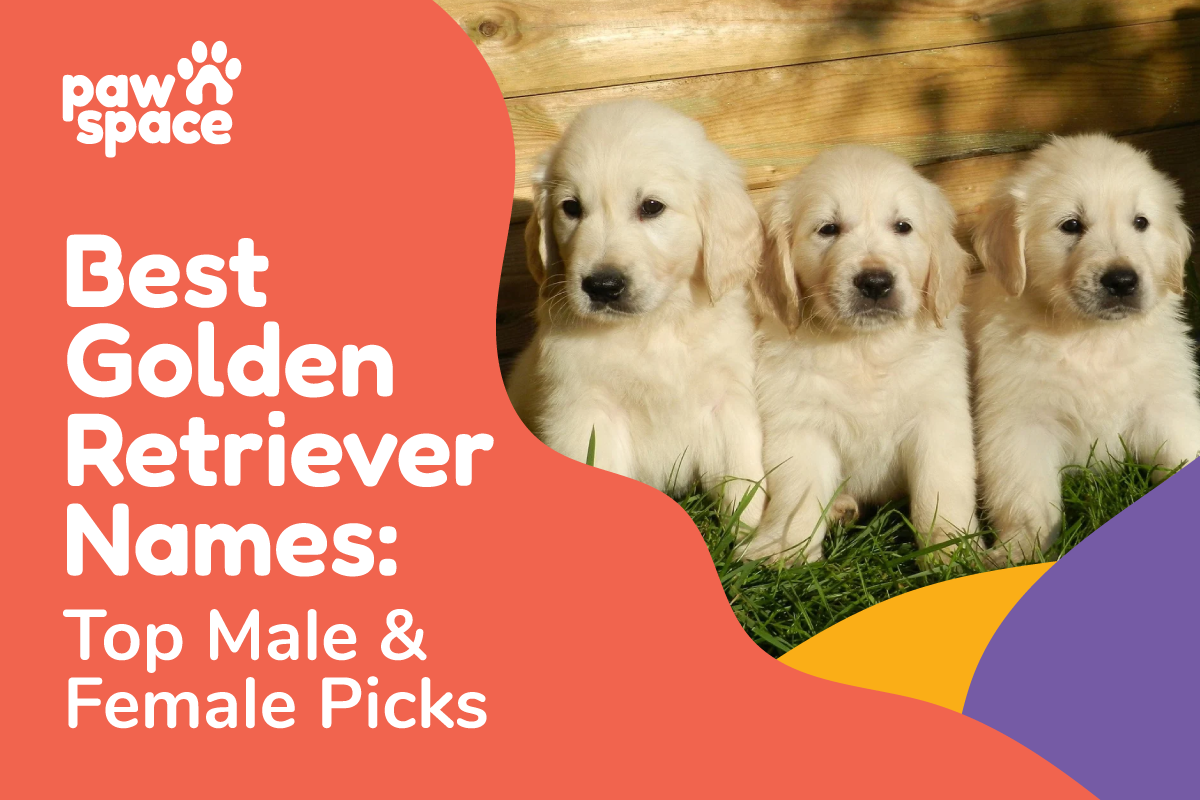 Golden Retriever Names