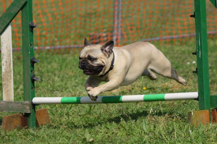 DogTraining Service