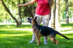 DogTraining Services