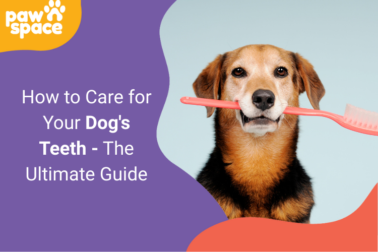 How to Care for Your Dogs Teeth