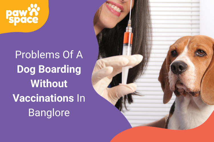 Problems Of A Dog Boarding Without Vaccinations In Banglore