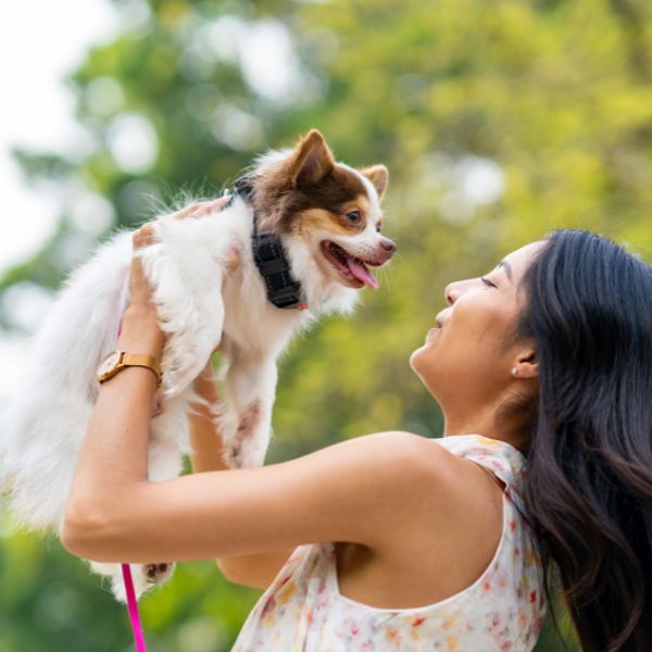 pet relocation services bangalore
