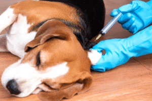 unvaccinated dogs