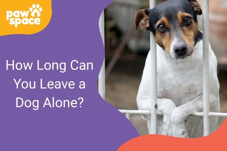 How Long Can You Leave a Dog Alone?