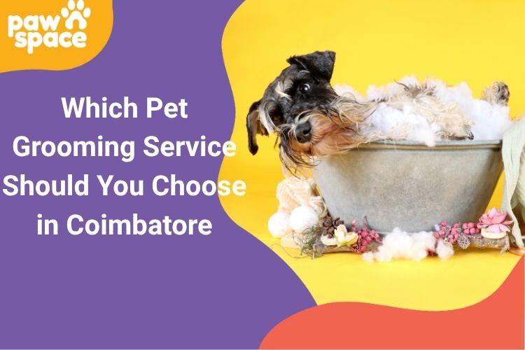 Pet grooming requirement in Coimbatore