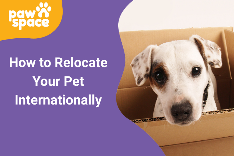 moving your pet to another country