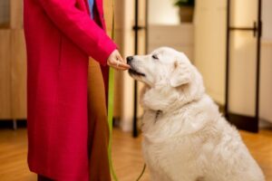 best time to feed dog before or after walk