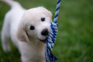 can 8 week puppies go outside