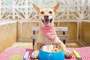 is rice good for dogs