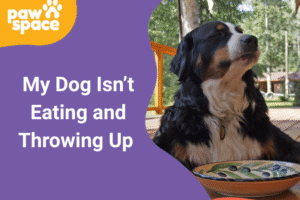 my dog isn t eating and throwing up