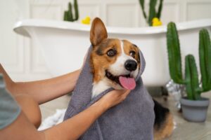 Home Pet Grooming in Pune Guide