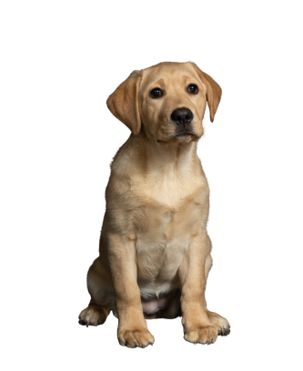Labrador