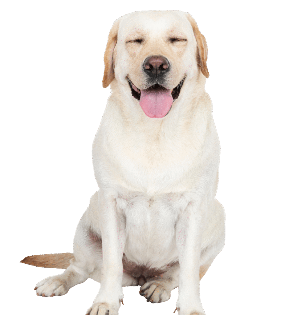 Labrador Retriever puppies