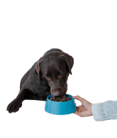 lab eating