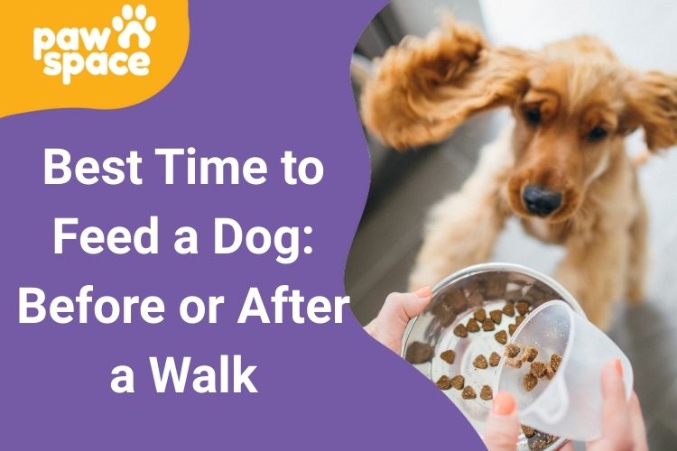 best time to feed dog before or after walk