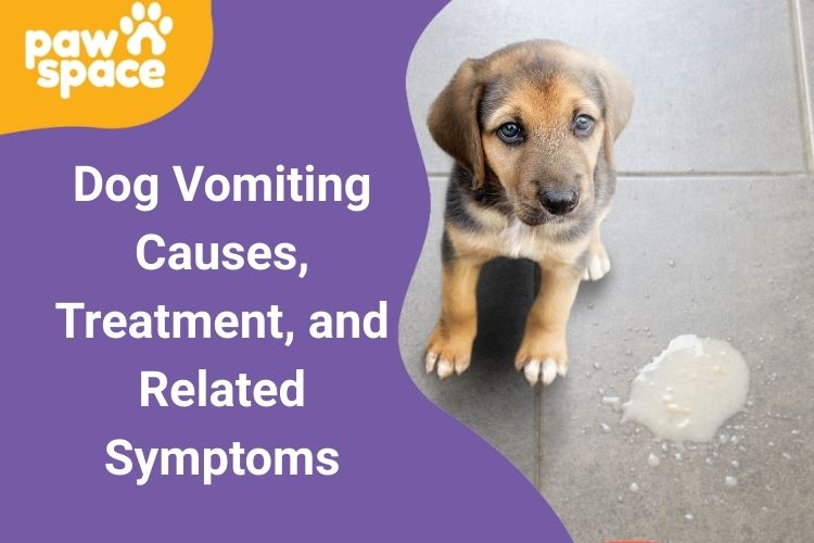 Dog Vomiting