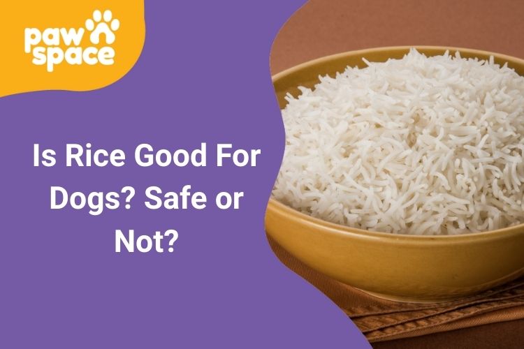 is rice good for dogs