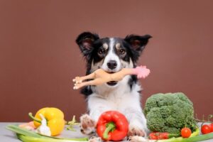 dog is not eating