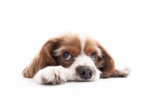 dog is not eating