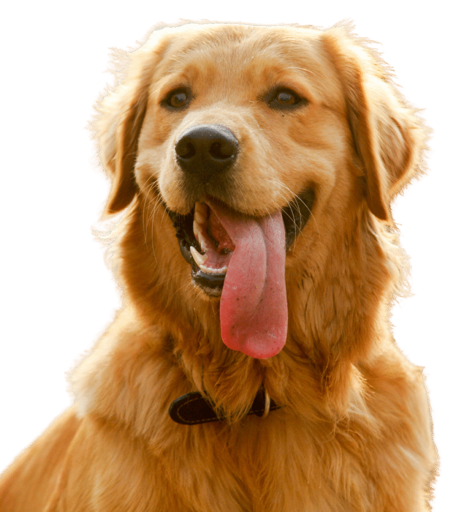 Retriever puppies