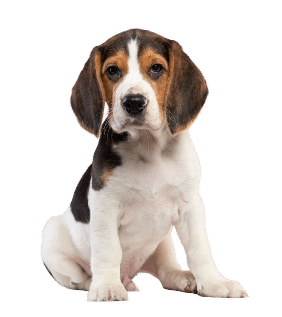 Beagle