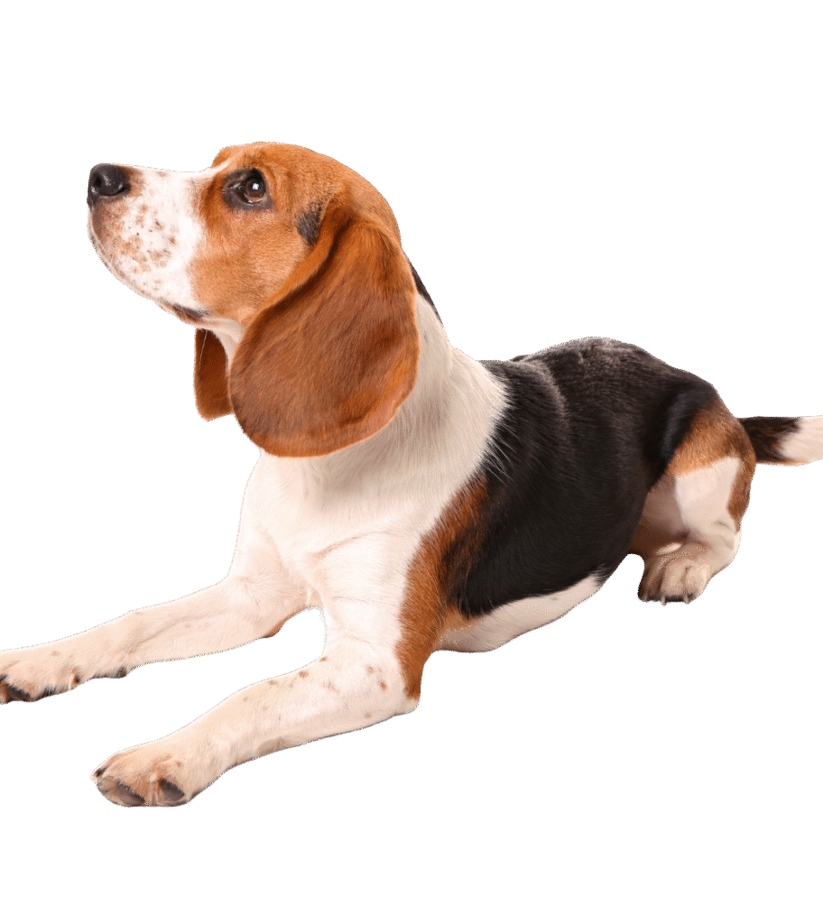 Beagle