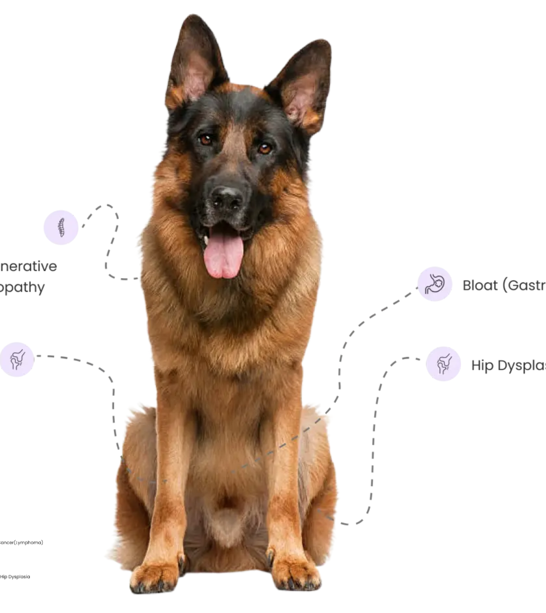 German Shepherd