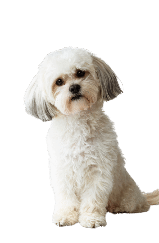 Shih Tzu