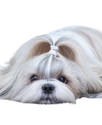 Shih Tzu