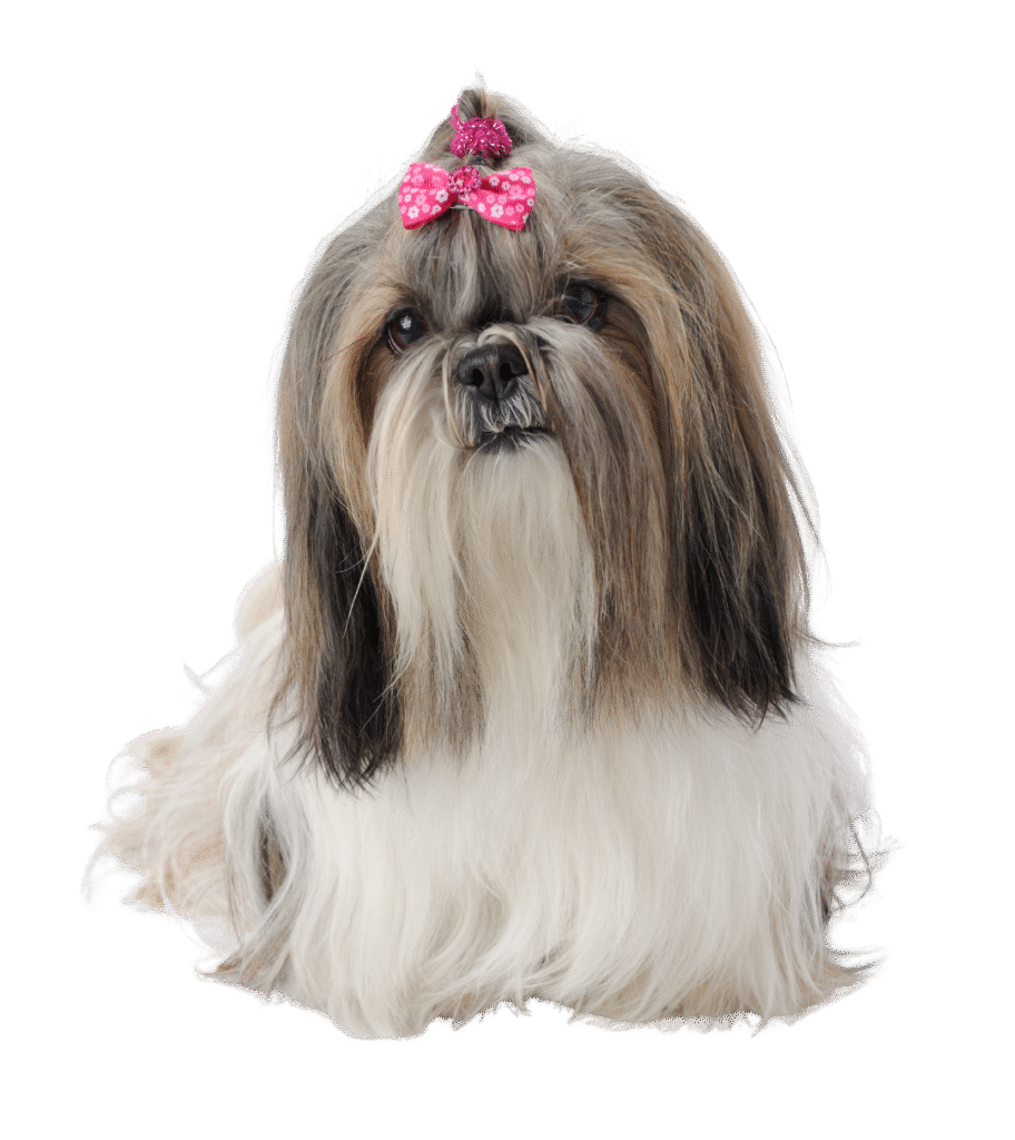 Shih Tzu