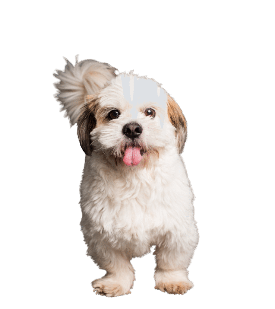 Shih Tzu