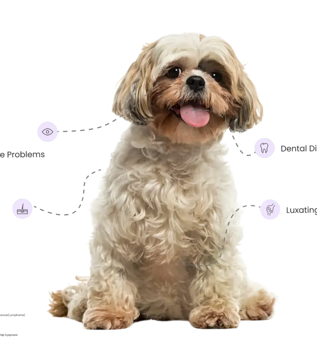 Shih Tzu