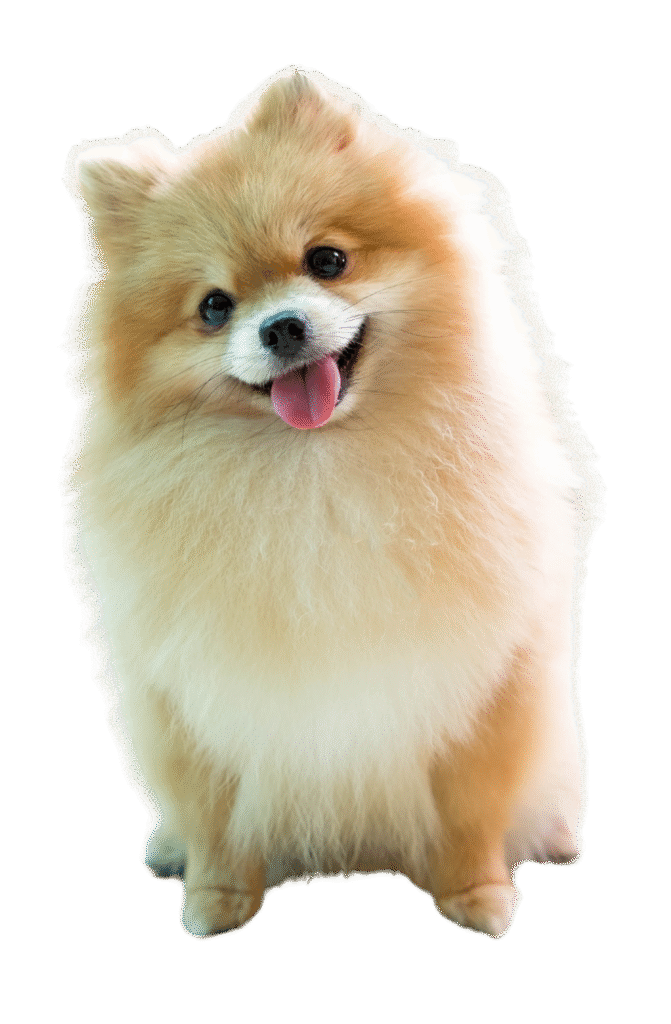 Pomeranian