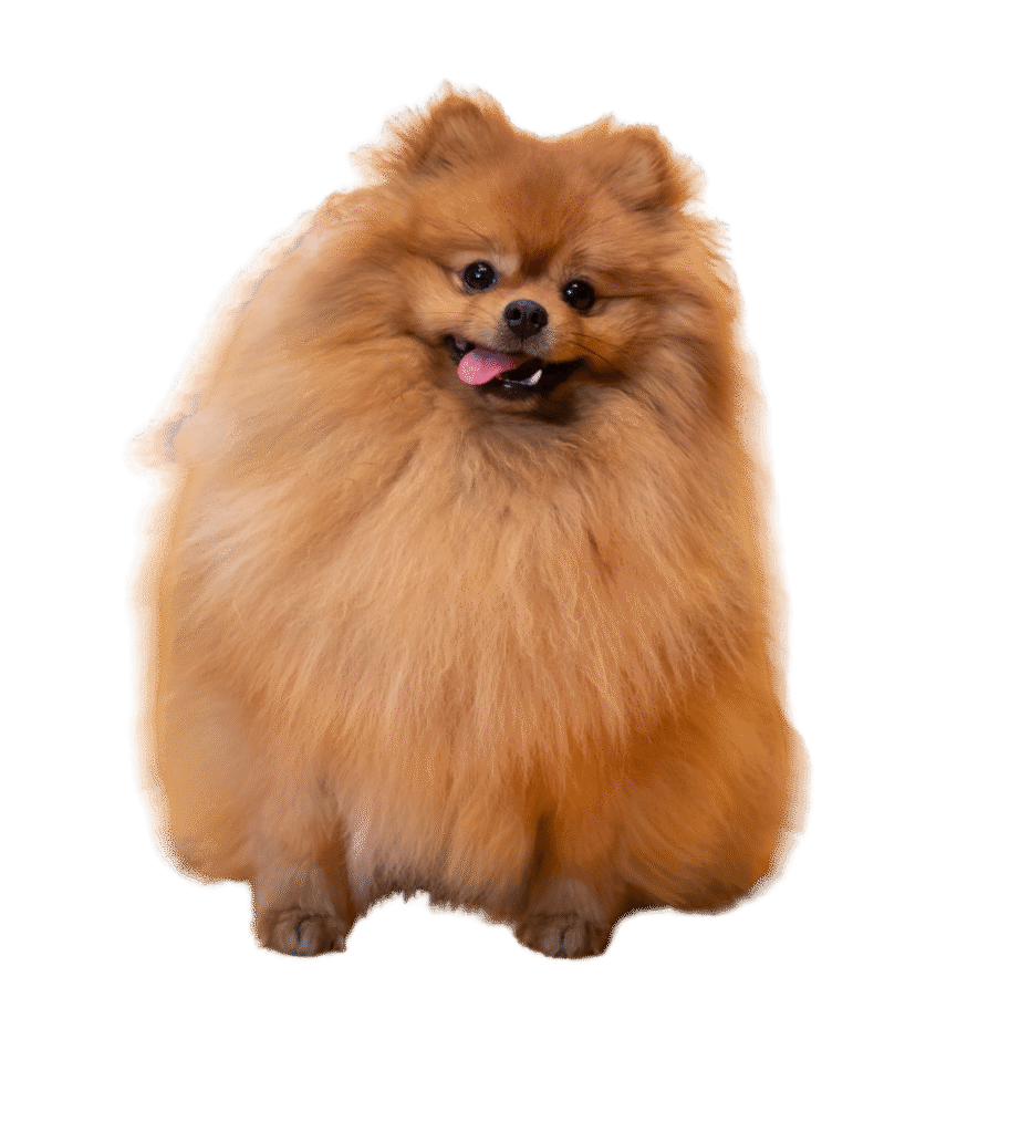 Pomeranian