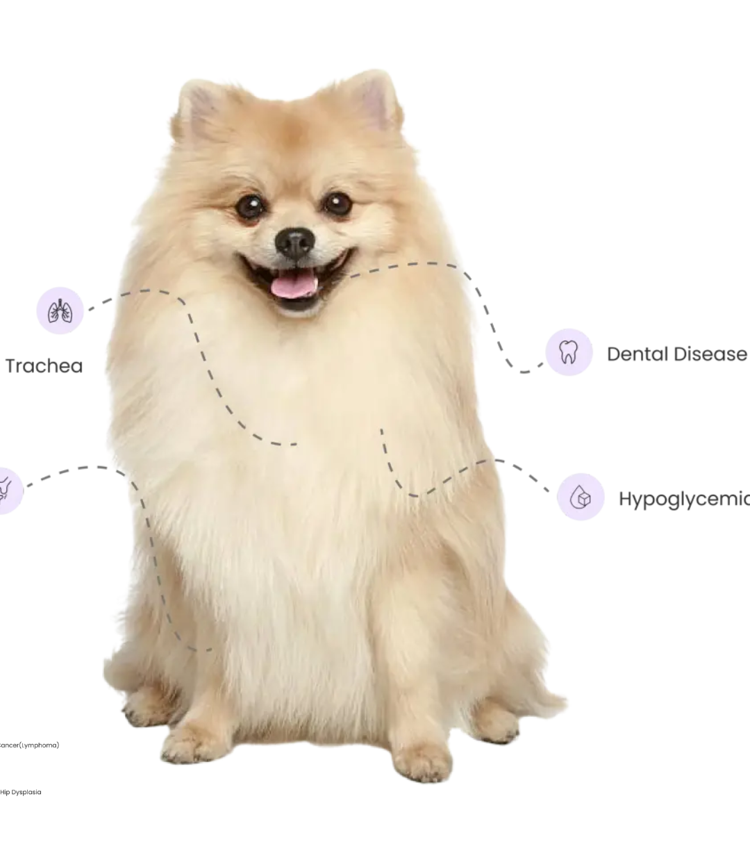 Pomeranian