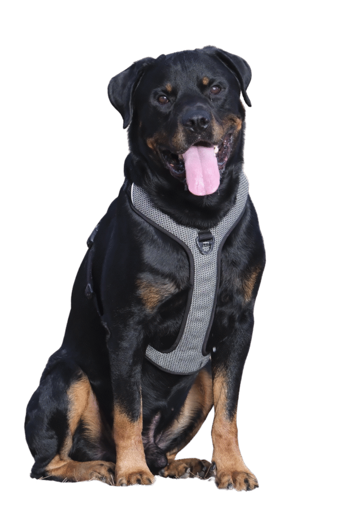 Rottweiler​