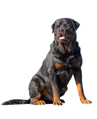Rottweiler​