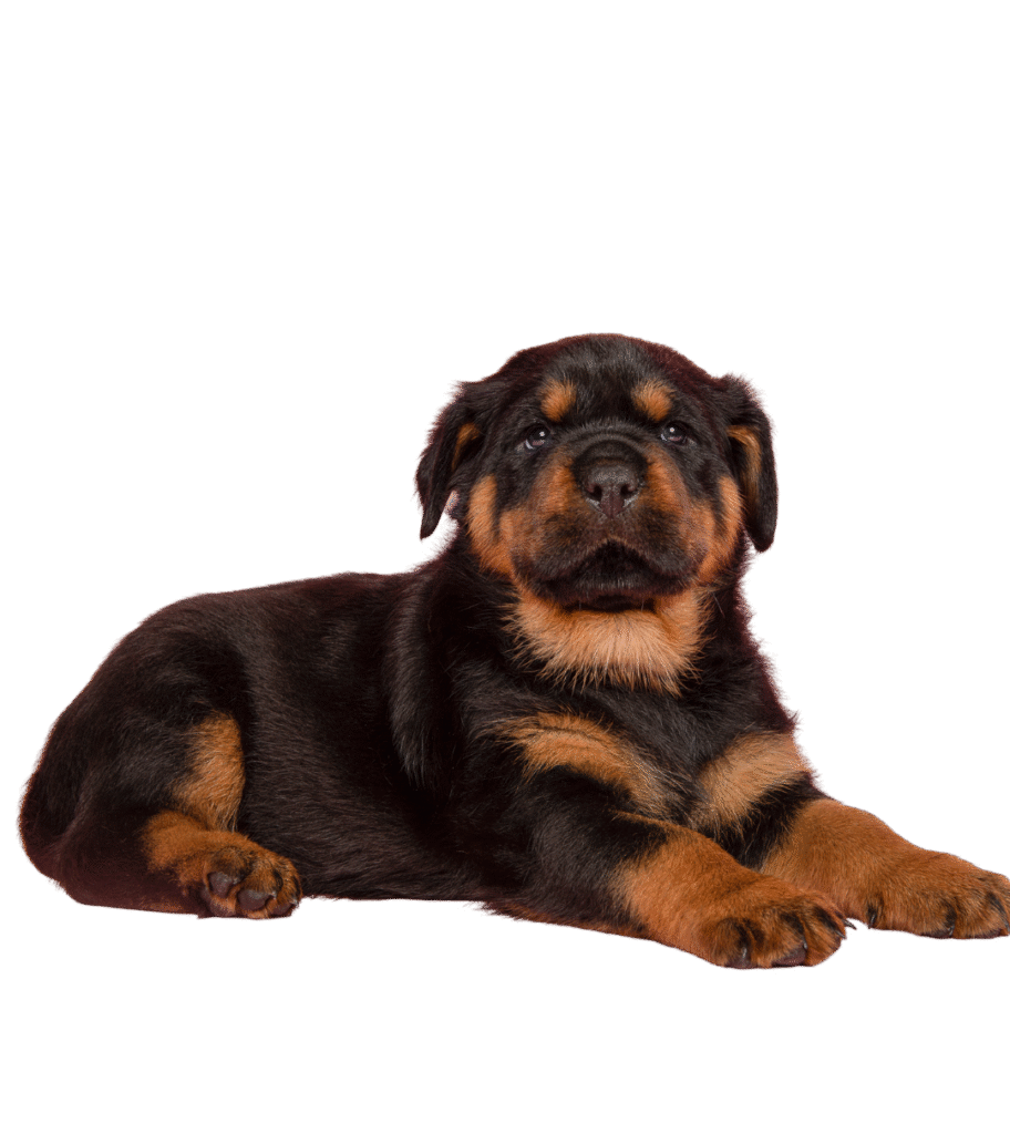 Rottweiler​