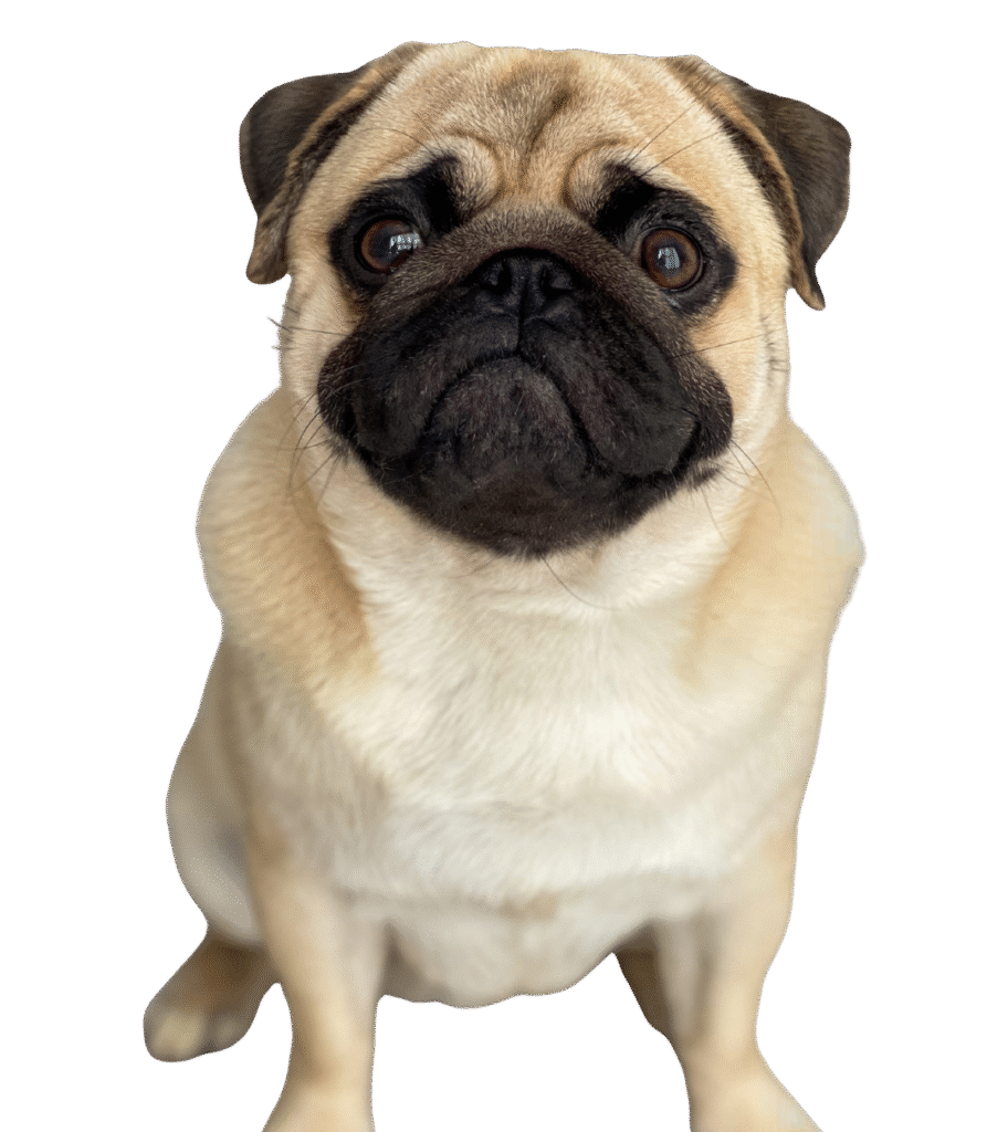 pug