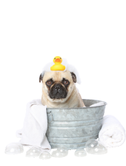pug grooming